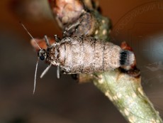 Alsophila aescularia_самка дорсально